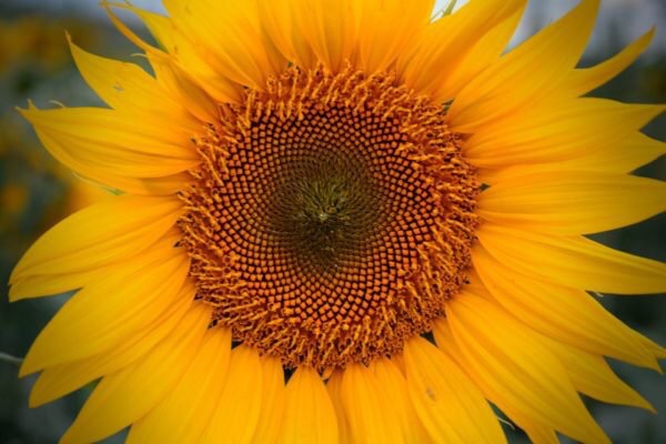 open yellow sunflower